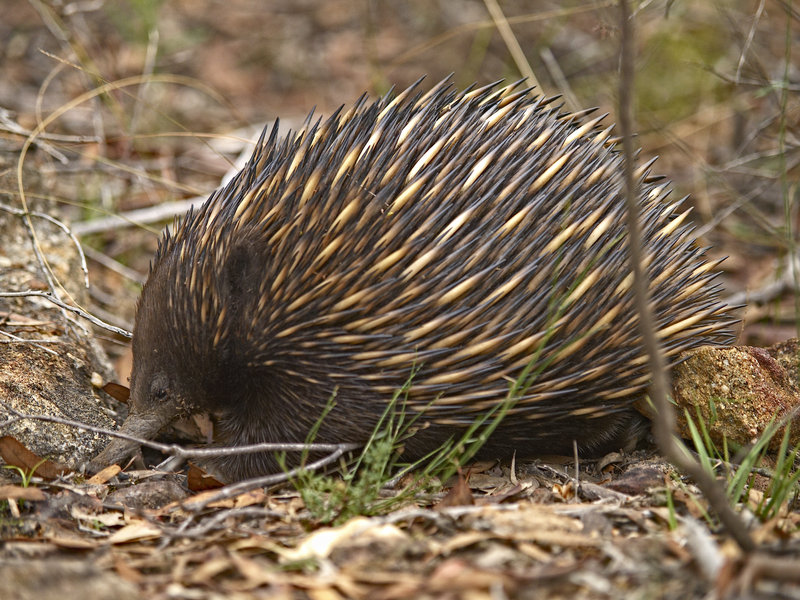 Echidna, Dunn's Swamp
